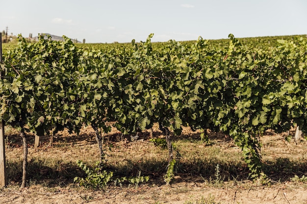 Extra breite Panoramaaufnahme eines Sommerweinbergs bei Sonnenuntergang