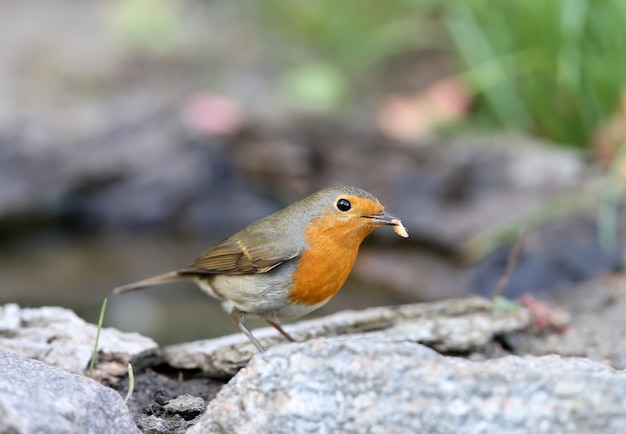 Extra cerca retrato de un petirrojo europeo (Erithacus rubecula) con un pequeño gusano en un pico se encuentra en un suelo