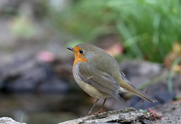 Extra cerca retrato de un petirrojo europeo (Erithacus rubecula) se sienta en una rama