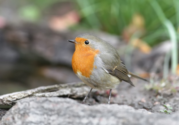 Extra cerca retrato de un petirrojo europeo (Erithacus rubecula)