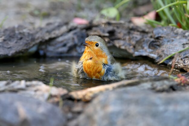 Extra Nahaufnahme Porträt eines Rotkehlchens (Erithacus rubecula) steht in einem Wasser