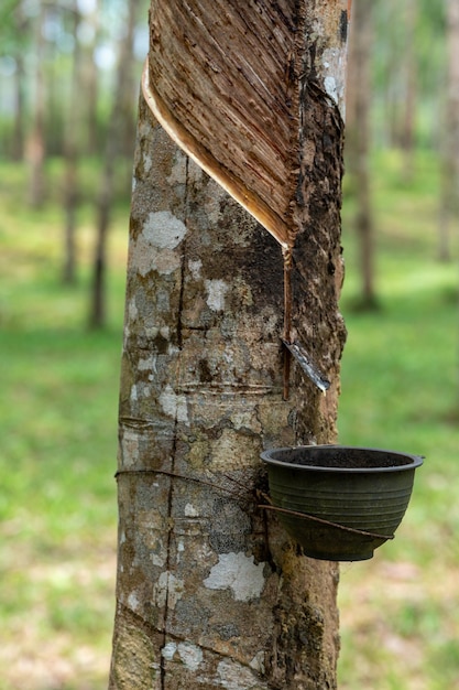 Extração de látex natural Plantação de seringueiras Jardim de seringueiras na Tailândia Látex natural extraído