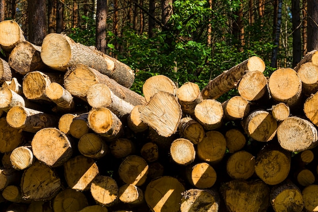 Extração de madeira na floresta