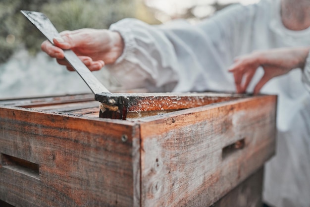 Extração de mel de mãos e colmeia de abelhas para processamento de alimentos orgânicos ou amostra ao ar livre Closeup de apicultor trabalhando na produção agrícola para alimentos saudáveis naturais com extrato de caixa de abelha