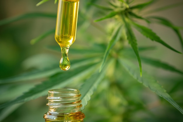 Extractos de aceite de cáñamo gota de aceite de cannabis contra la planta de marihuana medicina alternativa de marihuana aceite extrae en una botella enfoque selectivo de CBD