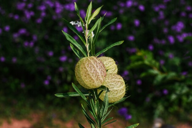 La extraña flor en la cima de la colina.