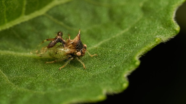 extraño insecto caminando sobre una hoja verde Cyphonia