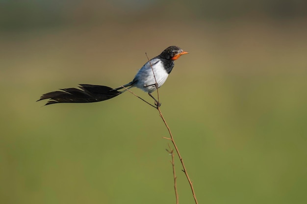 Extraño tirano de cola Alectrurus risora xAIbera Pantanos Provincia de Corrientes Argentina