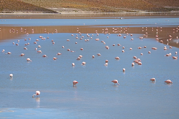 Extravagancia de flamencos rosados pastando en Laguna Hedionda, el lago salino en el altiplano boliviano