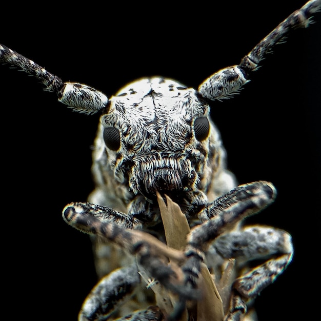 Extrem macro insecto cara escarabajo de cuerno largo
