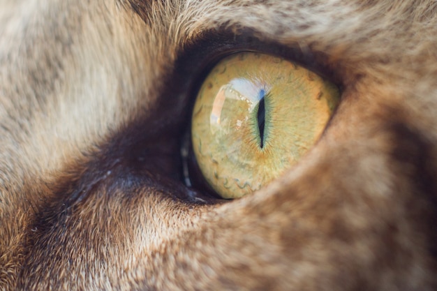 Extrem Nahaufnahmeporträt der inländischen dreifarbigen Tabby-Maine-Coon-Katze. Nahaufnahmefoto von Maine Coon Katzenauge.