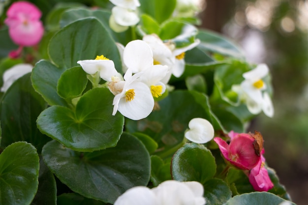 Extrem weiße und rosa Kalanchoe-Blüten der Nahaufnahme