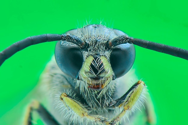 extrema macro olho abelha
