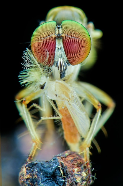 Foto extrema macro robberfly