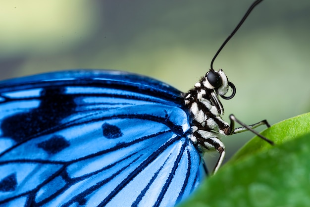 Foto extreme close up brillante mariposa azul