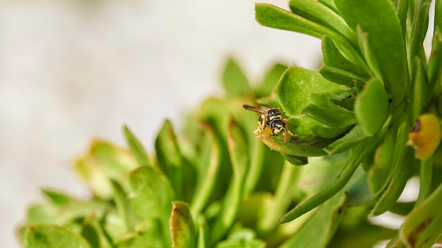 Extreme close up de uma vespa empoleirada em uma planta verde