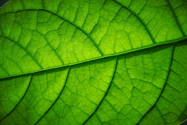 Extreme close-up de una hoja de un joven árbol de aguacate con estructura visible