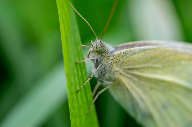 Extreme closeup retrato de una mariposa gris sobre una hoja verde