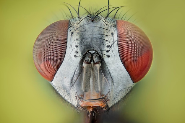 Foto extreme nahaufnahme des insektenauges vor gelbem hintergrund