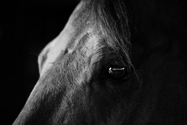 Foto extreme nahaufnahme des pferdeauges