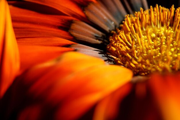 Foto extreme nahaufnahme einer orangenblume