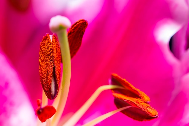 Extreme Nahaufnahme einer rosa Blume