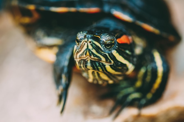 Foto extreme nahaufnahme einer schildkröte