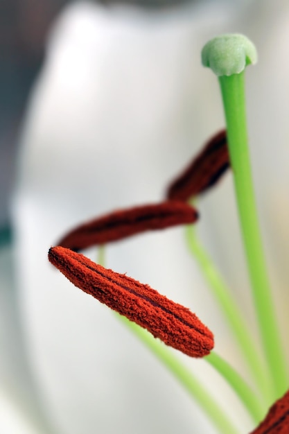 Foto extreme nahaufnahme einer weißen blume