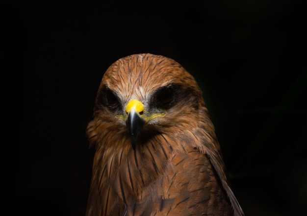 Foto extreme nahaufnahme javanischer adler