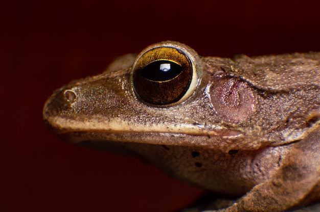 Foto extremes makroschussauge von rhocoprus leucomystax in wildem. nahaufnahme des auges