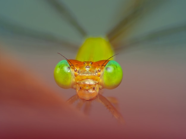 Extremes Makroschussauge von Zygoptera-Libelle in wildem