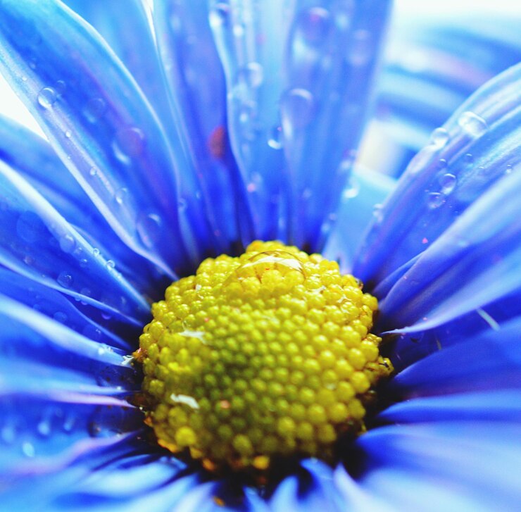 Foto extremo close de flor azul