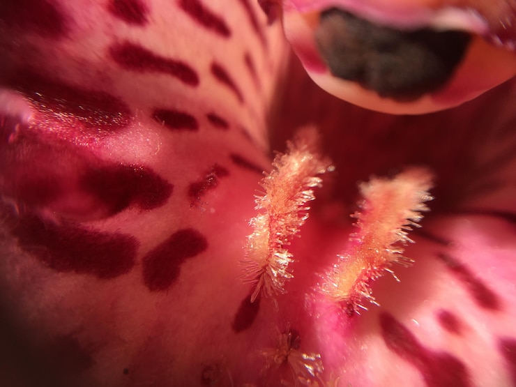 Foto extremo close de flor rosa