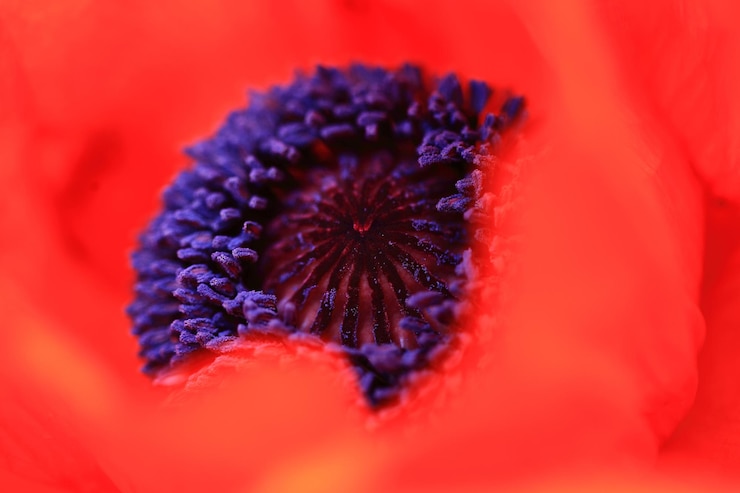 Foto extremo close de flor vermelha