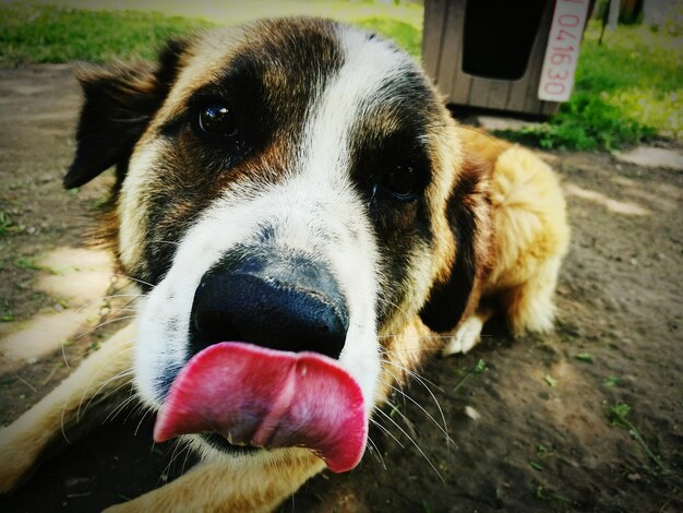 Extremo close de um cão