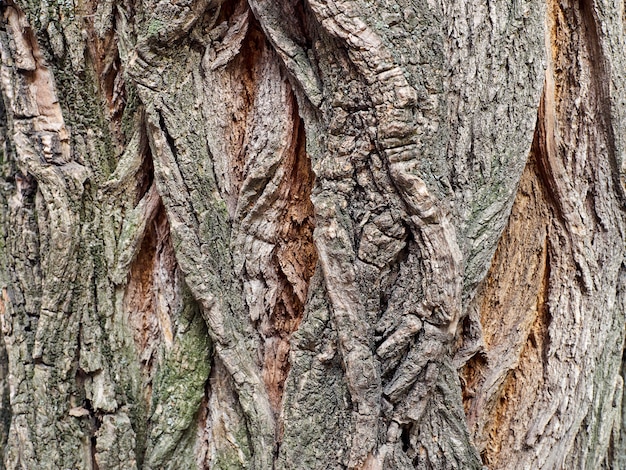 Extremo close-up da casca de grãos de árvore selvagem