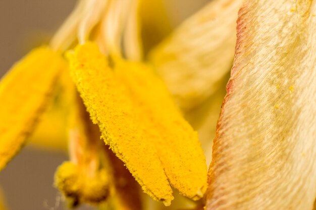 Foto extremo close-up de flor amarela