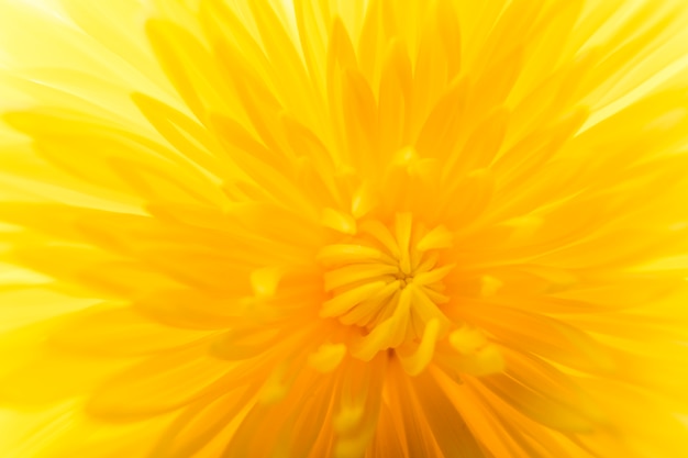 Extremo, close-up, de, flor amarela