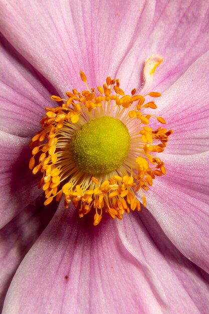 Foto extremo close-up de flor roxa