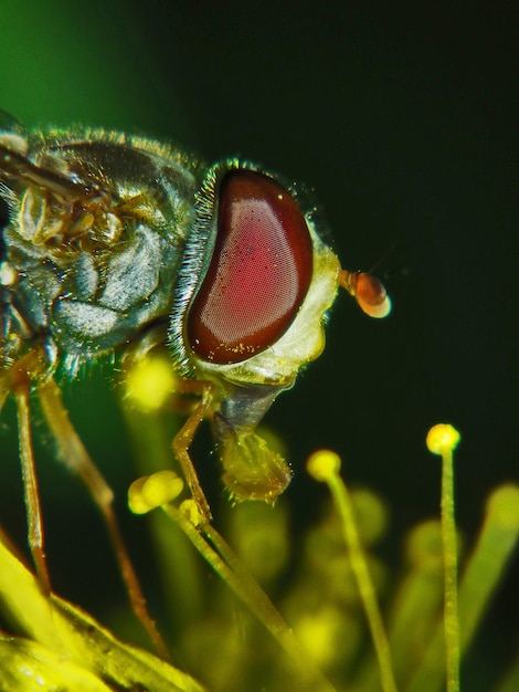 Extremo close-up de hoverfly em pólen