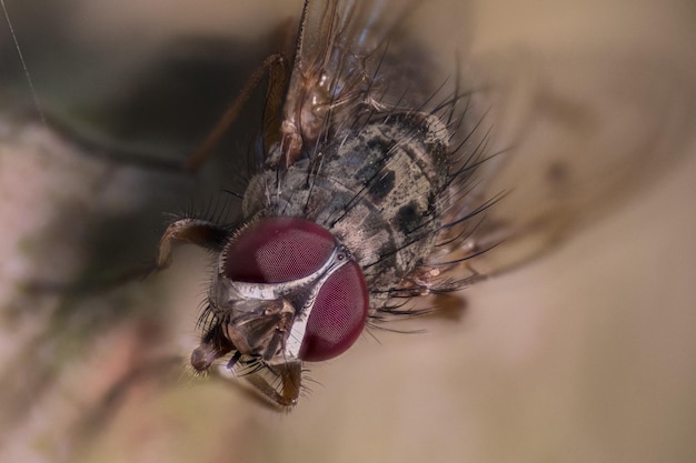 Extremo close-up de mosca