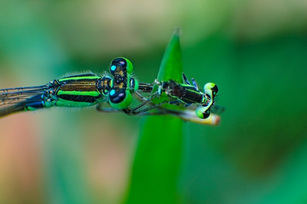 Extremo macro tiro olho de libélula Zygoptera comendo libélula em selvagem