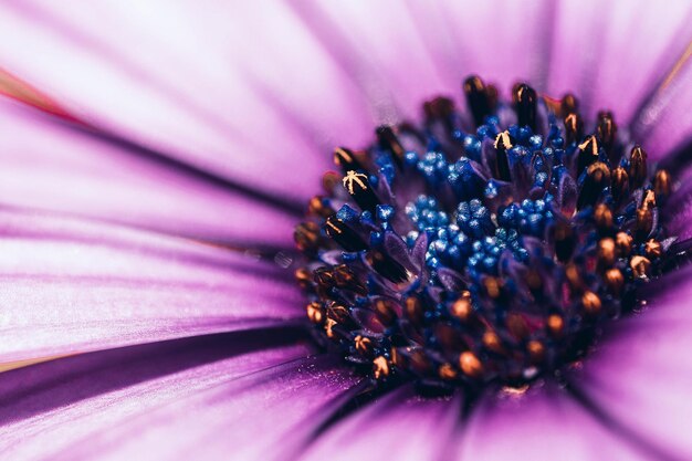 Extremo primer plano de la flor púrpura