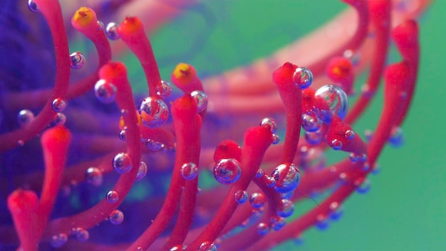 Extremo primer plano de una impresionante rosa oscuro inusual flor colocada bajo el agua imágenes de stock drosera