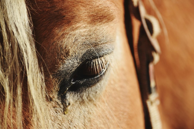 Extremo primer plano del ojo del animal