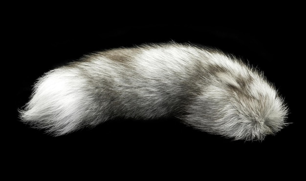 Extremo trasero de una piel de animal aislado sobre fondo negro