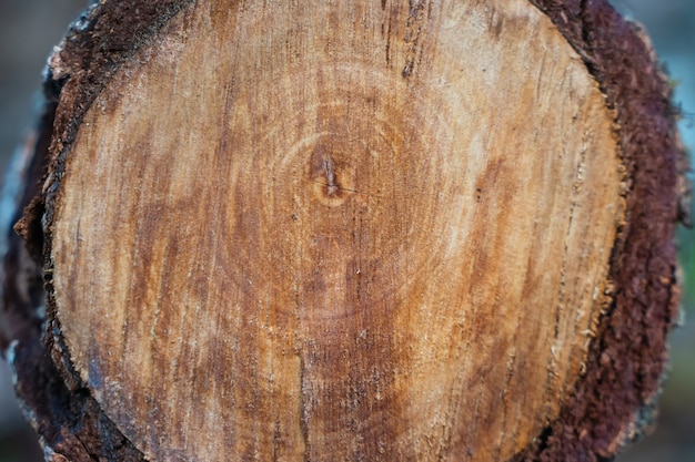 •Extur des Baumstumpfes, Stammabschnitt mit Jahresringen. Stock Foto.