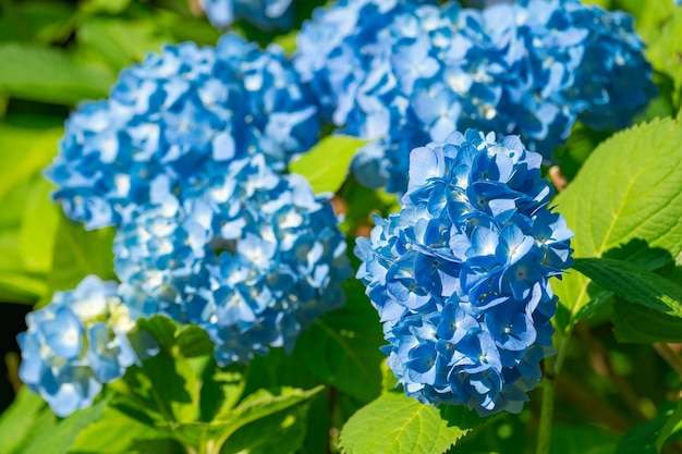 Exuberante arbusto de hortensias con flores blancas y azules, jardín de verano