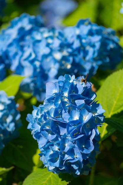 Exuberante arbusto de hortensias con flores blancas y azules, jardín de verano