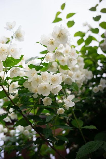 Exuberante arbusto de jazmín con flores blancas en el fondo de la foto vertical del jardín